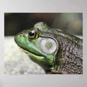 Bullfrog Gedanken Natur Poster