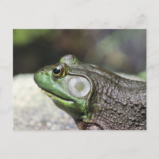 Bullfrog Gedanken Naturfotografie Postkarte (Vorderseite)