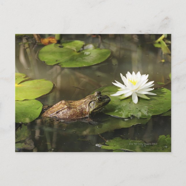 Bullfrog in Lily Pond Postkarte (Vorderseite)