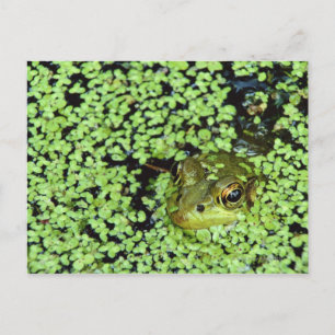 Bullfrog (Pyxicephalus adspersus) in Entenkraut Postkarte