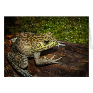 Bullfrog, Rana catesbeiana