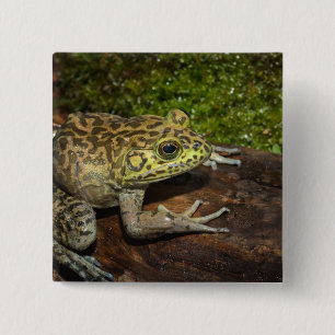 Bullfrog, Rana catesbeiana Button