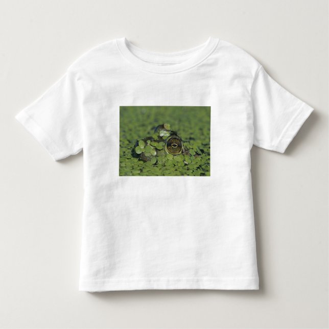 Bullfrog, Rana catesbeiana, erwachsen in Entenkrau Kleinkind T-shirt (Vorderseite)