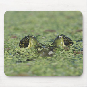 Bullfrog, Rana catesbeiana, erwachsen in Entenkrau Mousepad