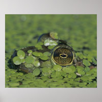 Bullfrog, Rana catesbeiana, erwachsen in Entenkrau