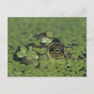 Bullfrog, Rana catesbeiana, erwachsen in Entenkrau Postkarte