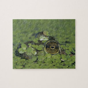 Bullfrog, Rana catesbeiana, erwachsen in Entenkrau Puzzle