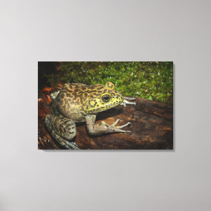 Bullfrog, Rana catesbeiana Leinwanddruck