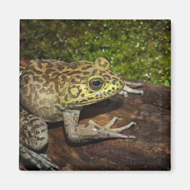 Bullfrog, Rana catesbeiana Magnet (Vorne)