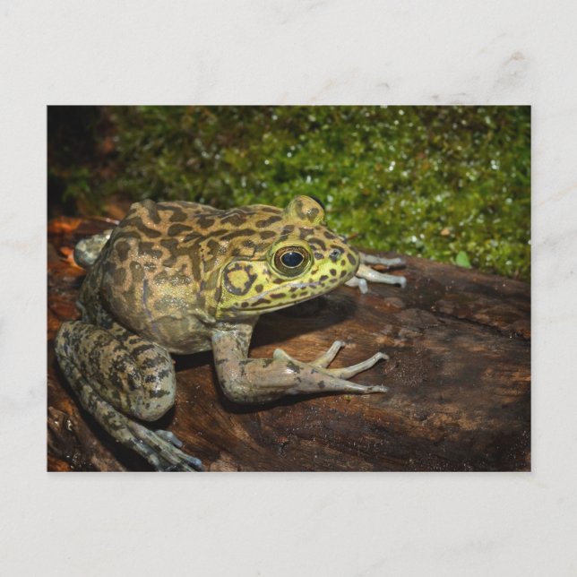Bullfrog, Rana catesbeiana Postkarte (Vorderseite)