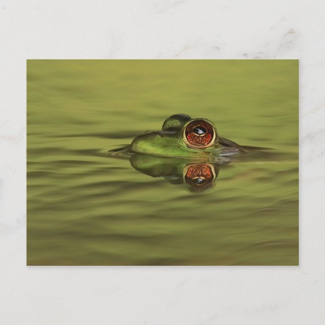 Bullfrog Schwimmen Postkarte (Vorderseite)