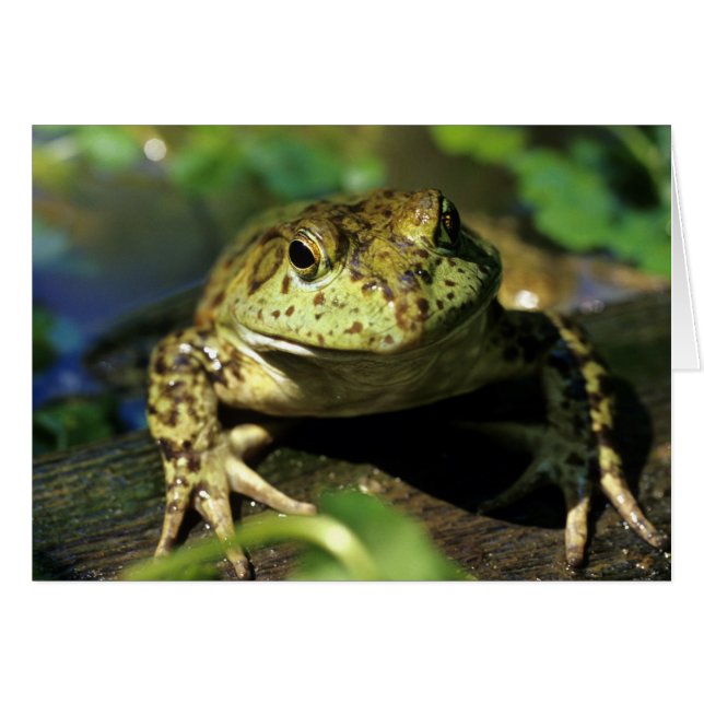 Bullfrosch. (Vorderseite (Horizontal))