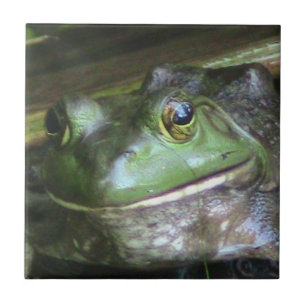 Bullfrosch Foto Tile Fliese