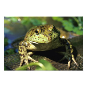 Bullfrosch. Fotodruck