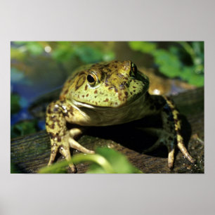 Bullfrosch. Poster