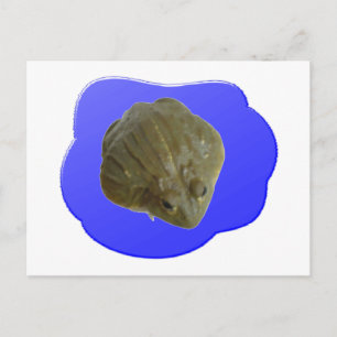 Bullfrosch Postkarte