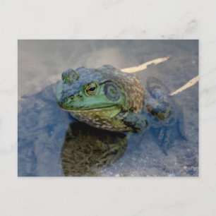 Bullfrosch Postkarte