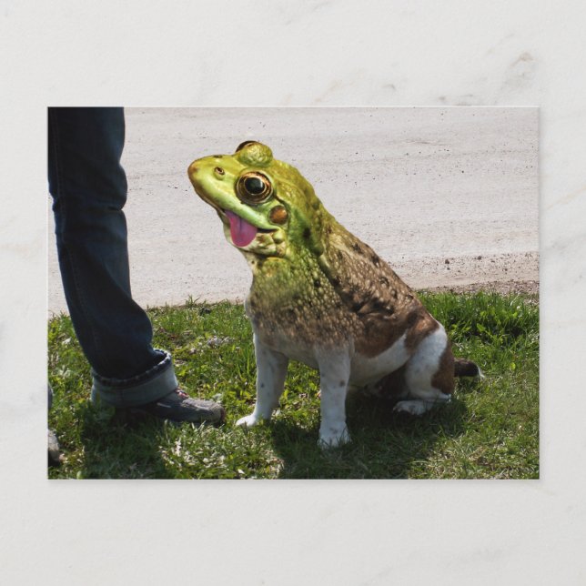 Bullfrosch Postkarte (Vorderseite)