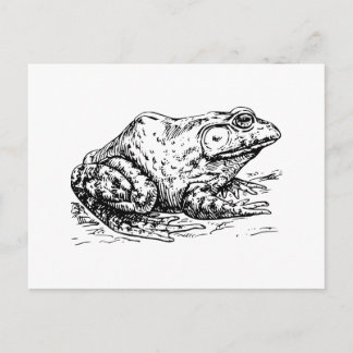 Bullfrosch Postkarte