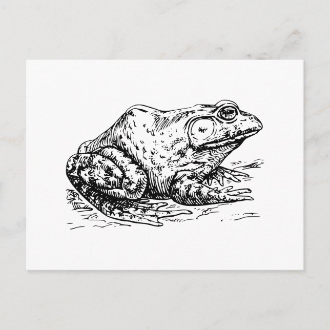 Bullfrosch Postkarte (Vorderseite)