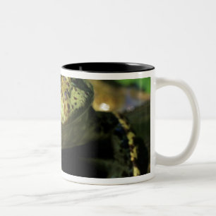 Bullfrosch. Zweifarbige Tasse