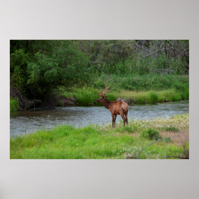 Bulllech in der Nationalen Bison Range, Montana 1 Poster (Vorne)