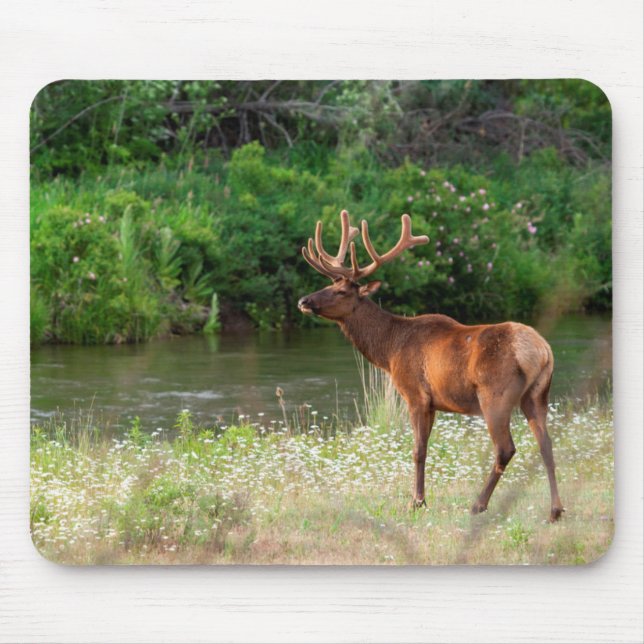 Bulllech in der Nationalen Bison Range, Montana 2 Mousepad (Vorne)