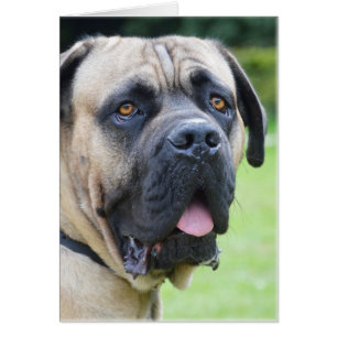 Bullmastiff