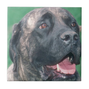 Bullmastiff Brindle Fliese