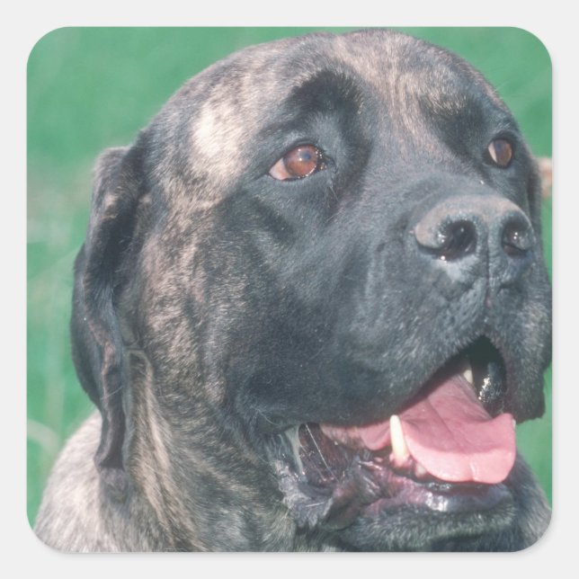 Bullmastiff Brindle Quadratischer Aufkleber (Vorderseite)