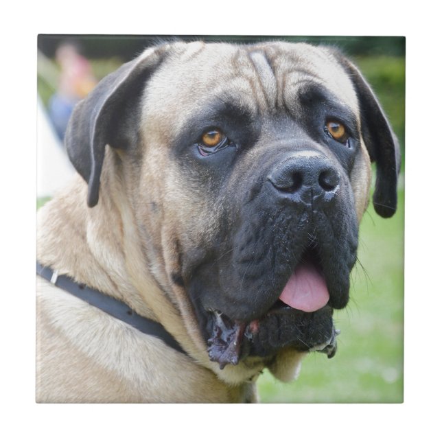 Bullmastiff Fliese (Vorderseite)