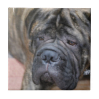 Bullmastiff Fliese