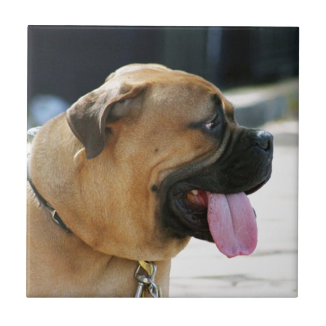 Bullmastiff Hund Fliese (Vorderseite)