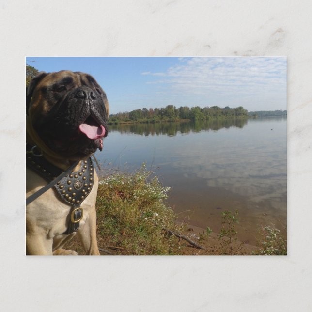 Bullmastiff "Pablo" postcard 1 Postkarte (Vorderseite)
