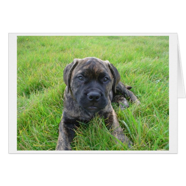 Bullmastiff_puppy 2.png (Vorderseite (Horizontal))