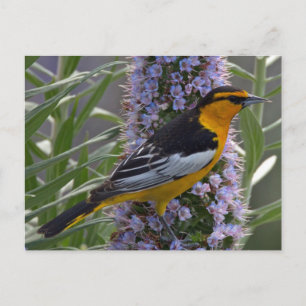 Bullock-Oriole Postkarte