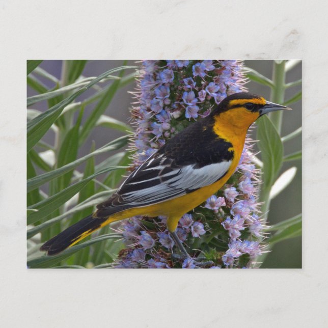 Bullock-Oriole Postkarte (Vorderseite)