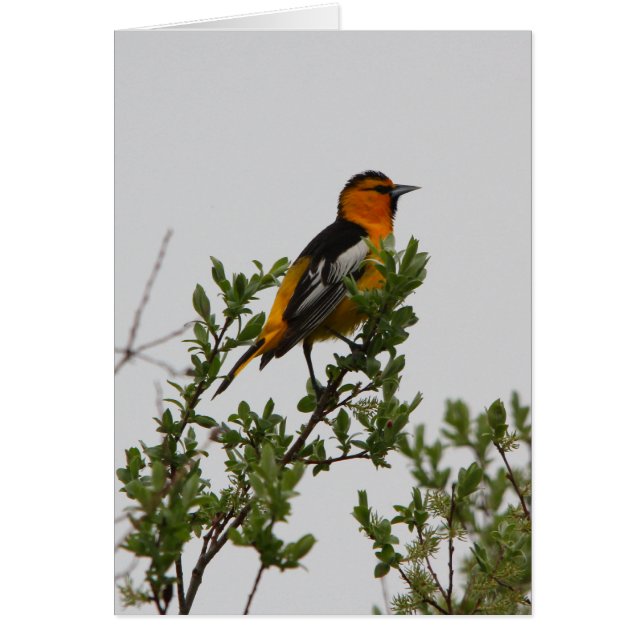 Bullocks Oriole (Vorne)