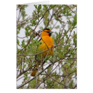 Bullocks Oriole