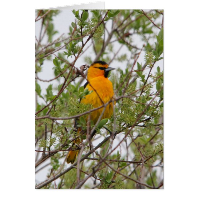 Bullocks Oriole (Vorne)