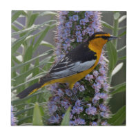 Bullocks Oriole