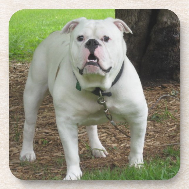 Bullodg Untersetzer (Vorderseite)