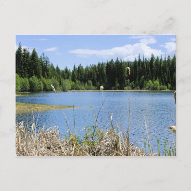 Bullrush - Marshall-See Postkarte (Vorderseite)