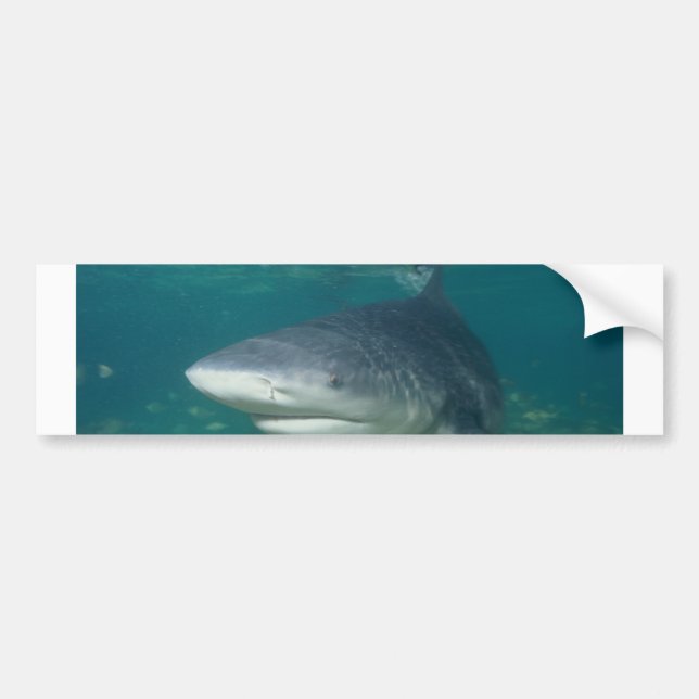 Bullshark Autoaufkleber (Vorne)