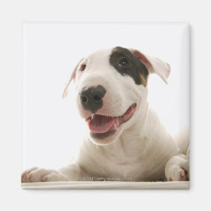 Bullterrier Magnet