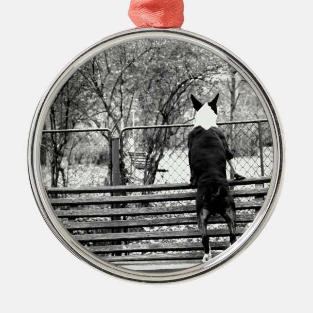 Bullterrier Silbernes Ornament (Vorne)