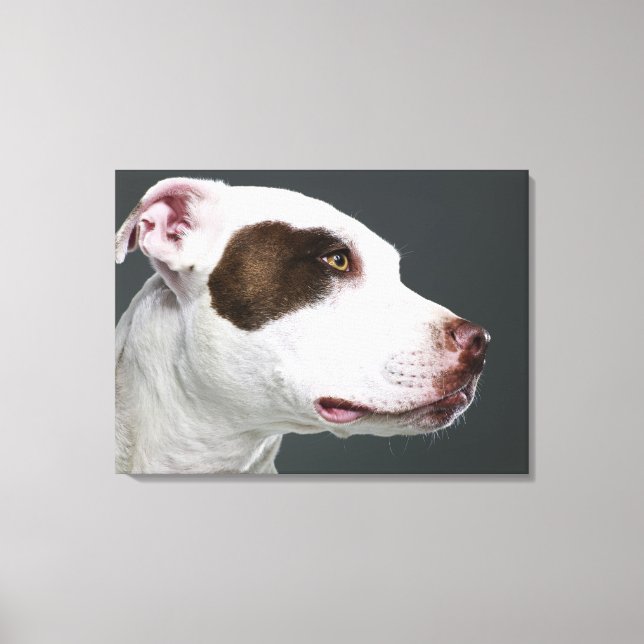 Bullterrier Staffordshire, nah-up Leinwanddruck (Vorderseite)