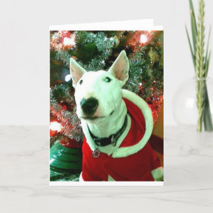 Bullterrierweihnachten Feiertagskarte