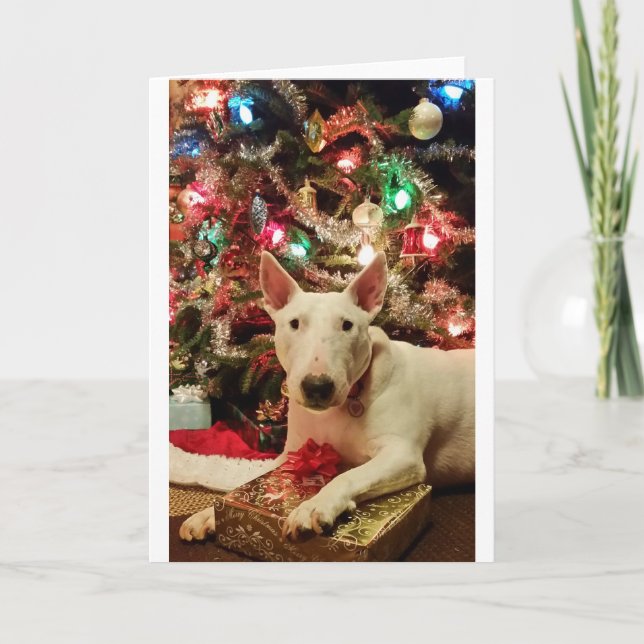 BullterrierWeihnachtsgeschenkbaum Feiertagskarte (Vorderseite)