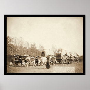 Bullwhacking Oxen SD 1887 Poster